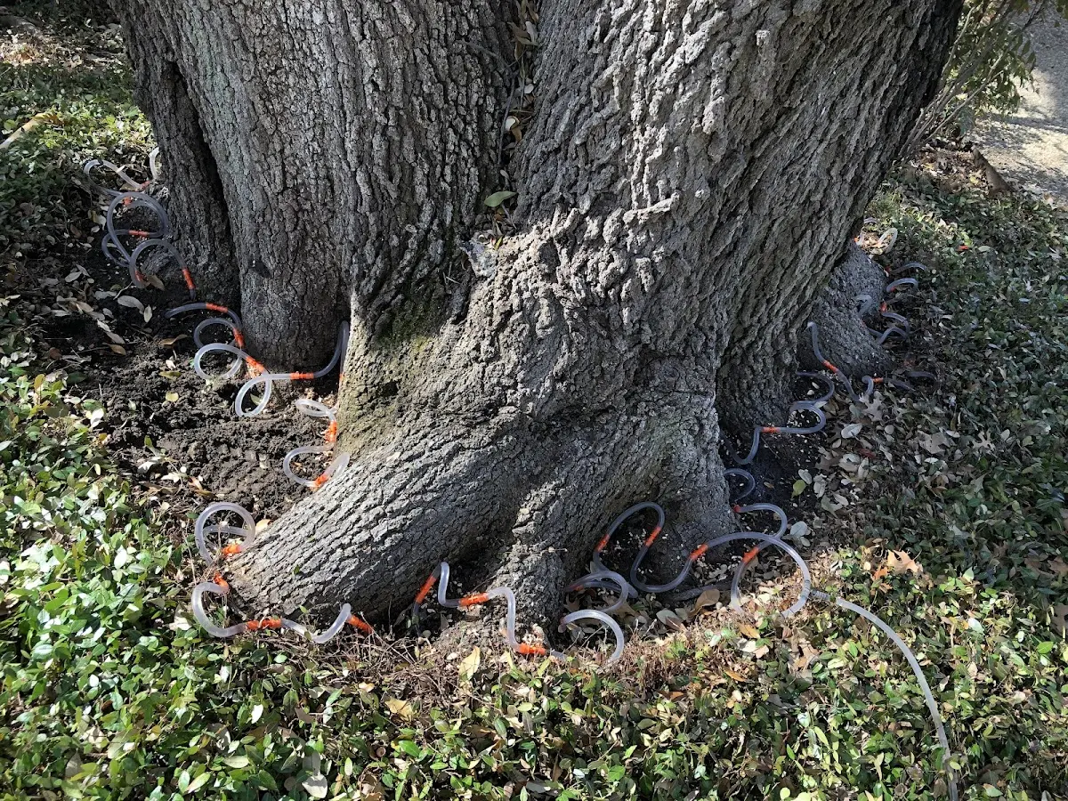 Detailed Tree Cabling and Bracing job site in Cook