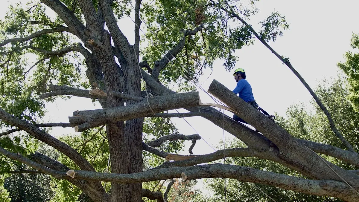 Professional Hazardous Tree Removal performed by certified arborists in Cook