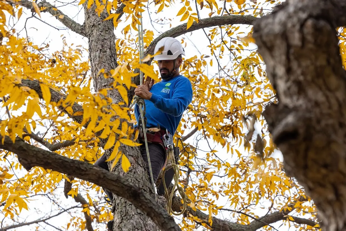 Skilled Tree Trimming crew working in Cook