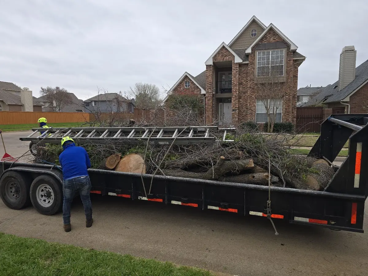 Expert Tree Removal with proper safety equipment in Cook